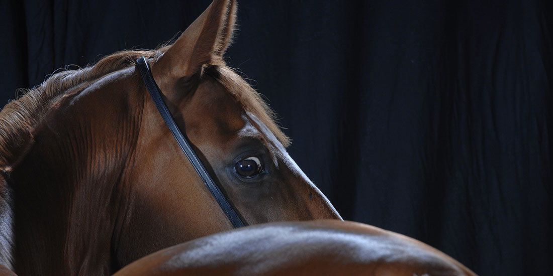 L’équitation française, une école de vie pour demain