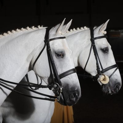 a 14 tete de cheval (1) copie (Demo)